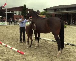 dressage horse Hengst von Rock Forever NRW (Westphalian, 2014, from Rock Forever NRW)