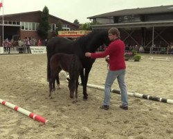 dressage horse Rossini 287 (Westphalian, 2014, from Rock Forever NRW)