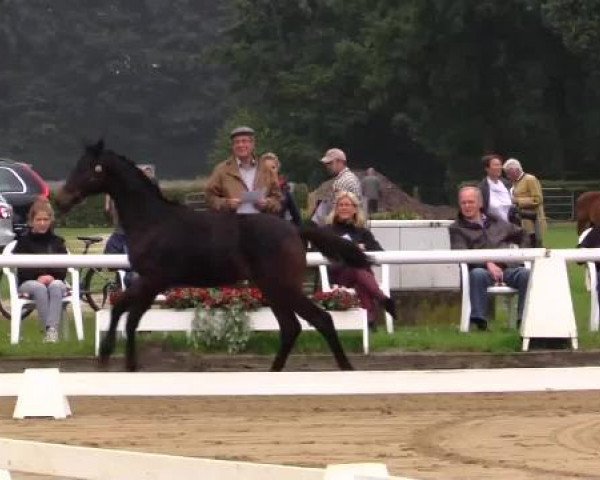 dressage horse Rock for Cornelius (Westphalian, 2014, from Rock Forever NRW)