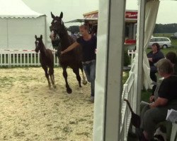 dressage horse Van de Verde (Westphalian, 2014, from Van Vivaldi)