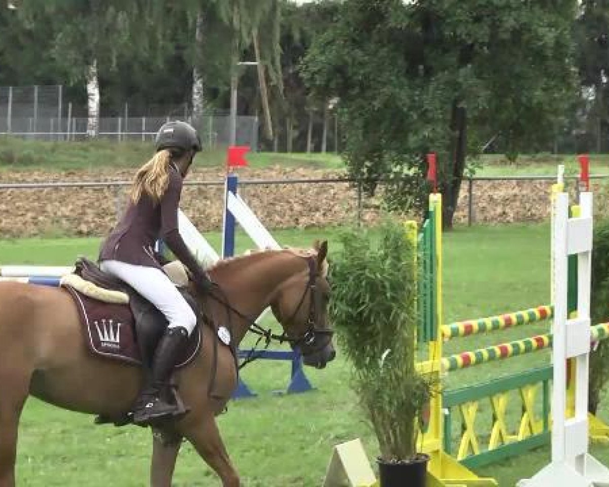 jumper Danny Sahne 3 (German Riding Pony, 2009, from Dancing Fox 2)