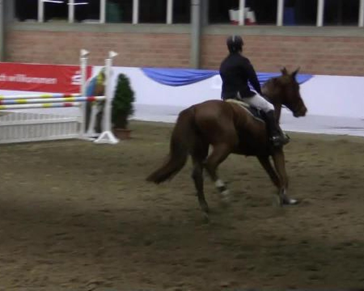 Springpferd Cherry Lady 19 (Westfale, 2009, von Champion du Lys)
