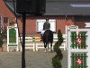 jumper Shomari (German Sport Horse, 2009, from Scolari)