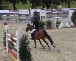 jumper Cino (German Riding Pony, 2004, from Versace R)