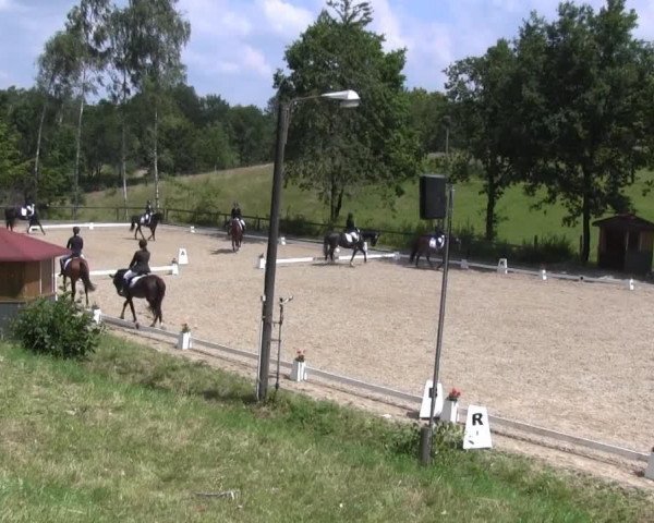 horse Rose 73 (KWPN (Royal Dutch Sporthorse), 1998, from Inspekteur)