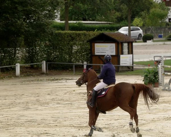 Reitturnier Schutterwald 2020