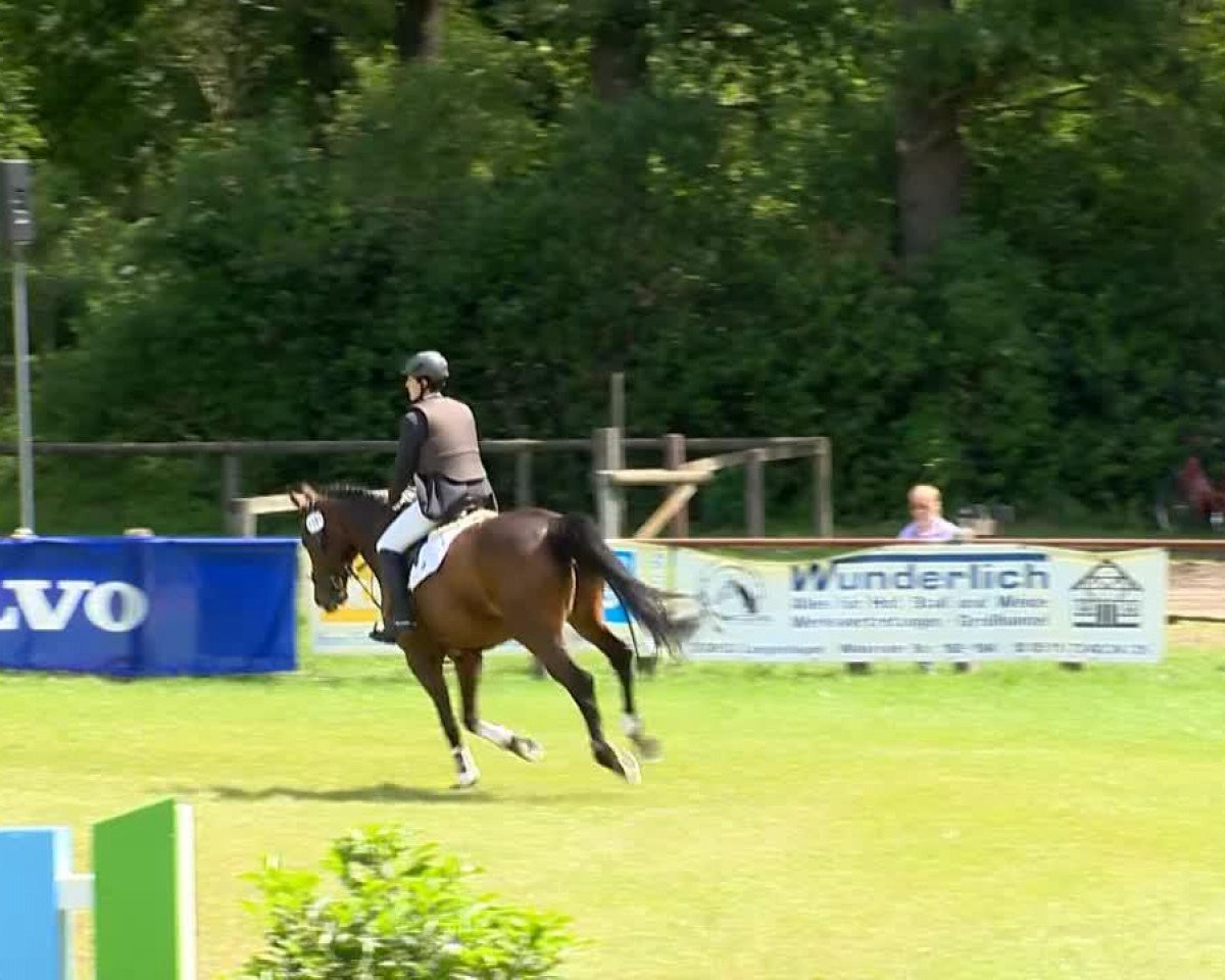 broodmare Glennis 2 (Hanoverian, 2001, from Glenfiddich)