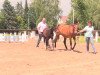 dressage horse Beautiful NOISE (German Riding Pony, 2014, from Bob Sinclair R)