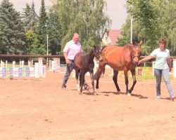 dressage horse Beautiful NOISE (German Riding Pony, 2014, from Bob Sinclair R)