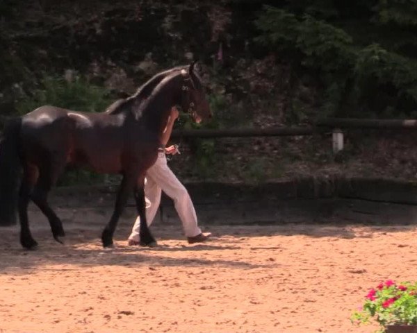 stallion Castle Side Magnum (Connemara Pony, 2011)