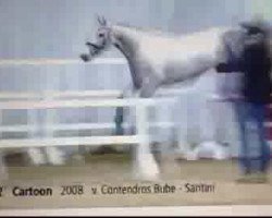 jumper Cartoon (Hanoverian, 2008, from Contendros Bube)