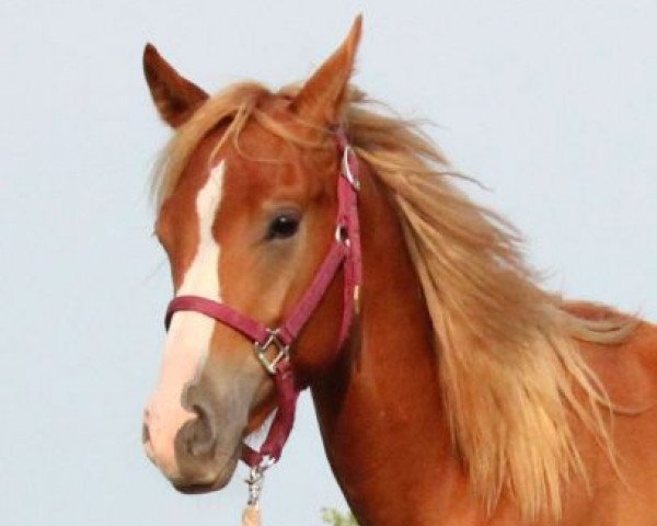 horse Hayat Shelby (Quarab, 2014, from Docs Smokin Lena)
