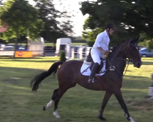 horse Magnum's Dynastie (Hanoverian, 2007, from Magnum)