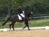 dressage horse Hershey's Kiss (Hanoverian, 2010, from Hochadel)