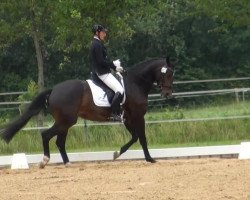 dressage horse Hershey's Kiss (Hanoverian, 2010, from Hochadel)