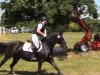 jumper Donallt Dee Dee Black (Welsh-Cob (Sek. D), 2008, from Trehenlli Culhwch)