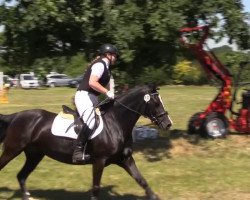 jumper Donallt Dee Dee Black (Welsh-Cob (Sek. D), 2008, from Trehenlli Culhwch)