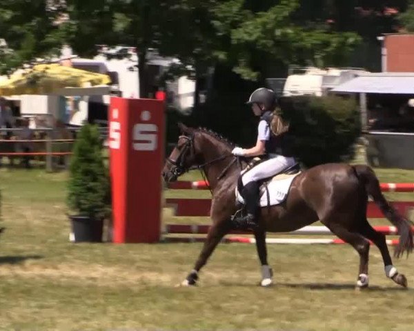 dressage horse Tabita 6 (Belgian Warmblood, 2004)