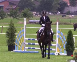 jumper Quick Lilly (Oldenburg show jumper, 2009, from Quality 9)