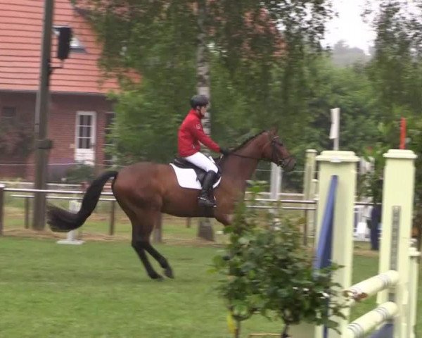 jumper Stellas Highlight (Hanoverian, 2010, from Stakkato's Highlight)