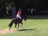 jumper Cael (Swiss Warmblood, 2009, from Contendro I)