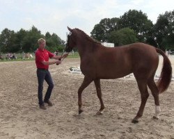 broodmare Hulda (Westphalian, 2011, from Houston)