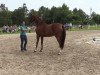 broodmare Viva Viktoria (Westphalian, 2011, from Vitalis)