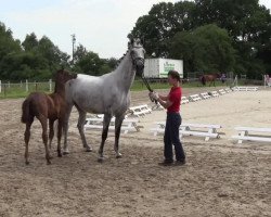 dressage horse Hengst von Floribot (Westphalian, 2014, from Floribot)