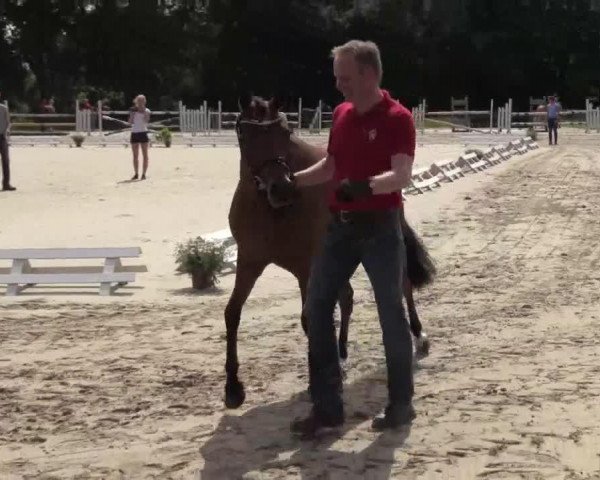 broodmare Harmony (German Riding Pony, 2011, from Halifax)