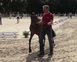 broodmare Harmony (German Riding Pony, 2011, from Halifax)