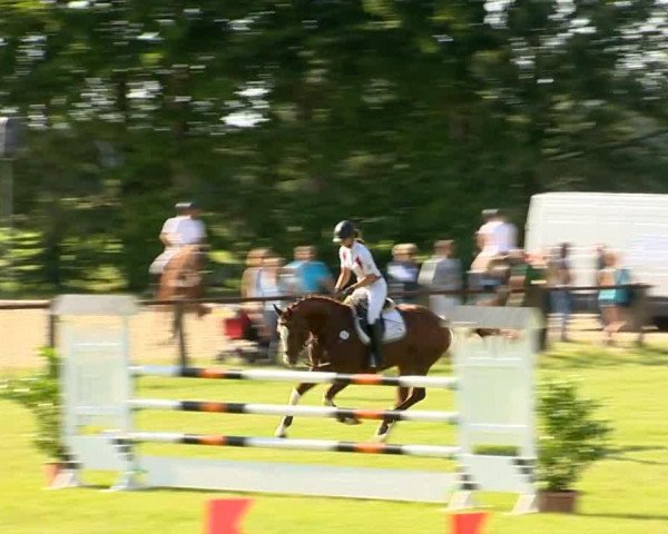 jumper Escudan (Hanoverian, 2010, from Escudo I)