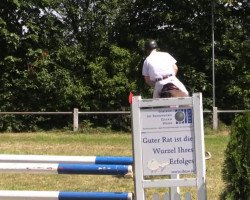 jumper Stakkabo (Oldenburg show jumper, 2008, from Stakkatol)