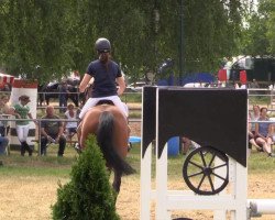 jumper Celina 188 (German Sport Horse, 2008, from Canterbury)