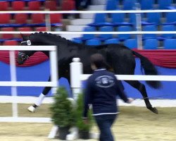 dressage horse Fuerstenglory OLD (Oldenburg, 2011, from Fürstenball)