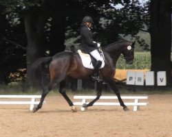 dressage horse Dancier's sunrise (Hanoverian, 2010, from Dancier)