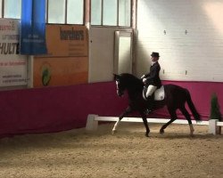 dressage horse Shadow 660 (Mecklenburg, 2006, from Sancisco)