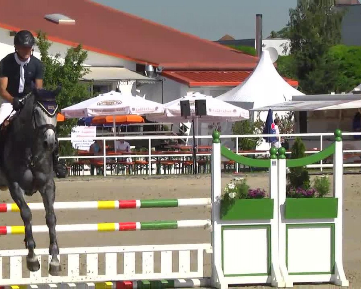 Pferd Chantal 300 (Holsteiner, 2008, von Carlos DZ)