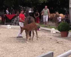 broodmare Daily Joy (German Riding Pony, 2014, from Dimension AT NRW)