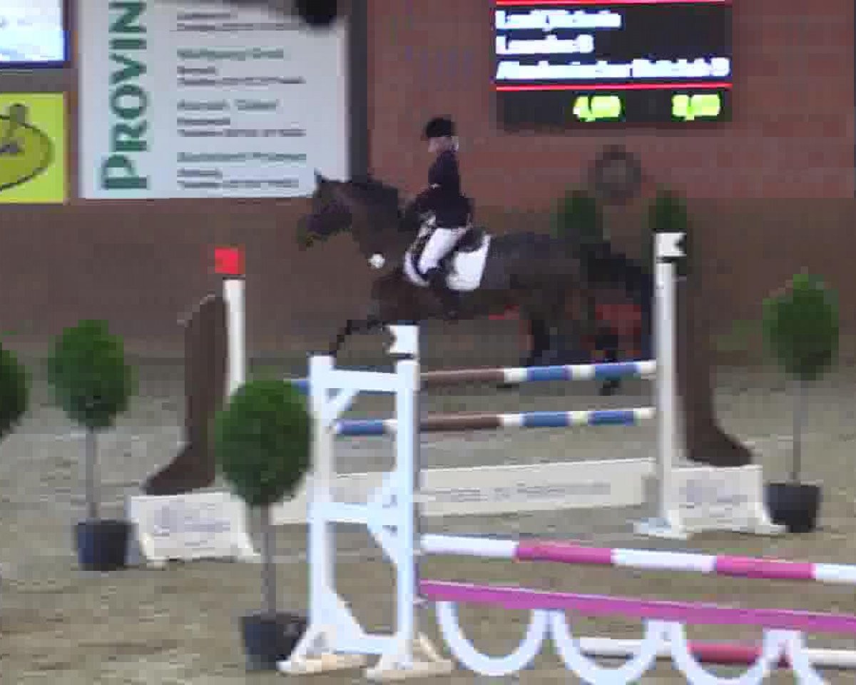 Springpferd Lourdes 8 (Ungarisches Warmblut, 2003, von Ginus)