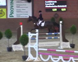 jumper Lourdes 8 (Hungarian Warmblood, 2003, from Ginus)