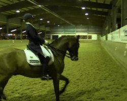 dressage horse Zalentijn Rose (KWPN (Royal Dutch Sporthorse), 2004, from Sir Sinclair)