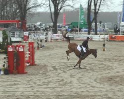 jumper Corona 119 (Westphalian, 2008, from Contello)