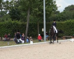 Springpferd Skyline de Luxe (Hannoveraner, 2010)