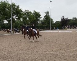 dressage horse Wesley Wilhelm (Westphalian, 2006)