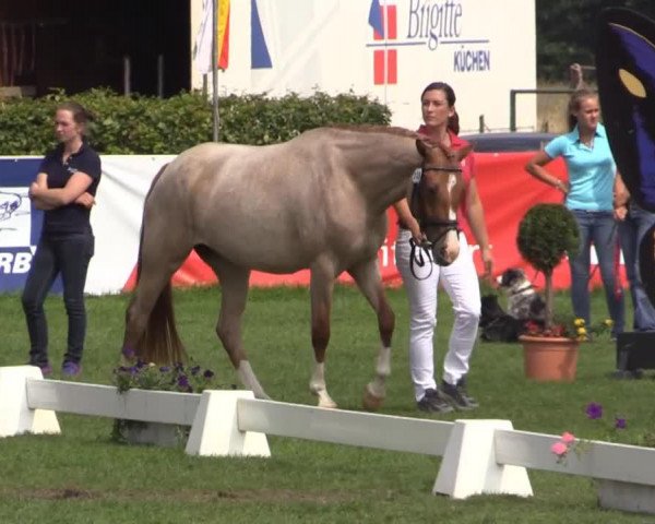 broodmare Do it v.H. (German Riding Pony, 2011, from Donnerwetter)