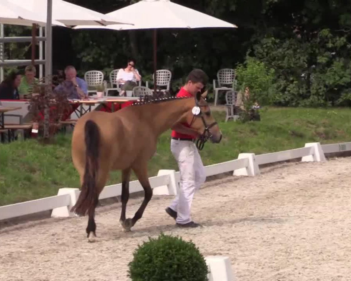 broodmare Coco la fleur (German Riding Pony, 2011, from Fs Coco Jambo)