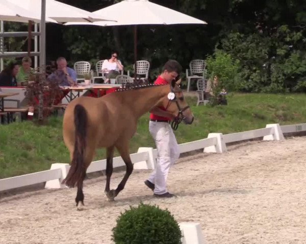 broodmare Coco la fleur (German Riding Pony, 2011, from Fs Coco Jambo)