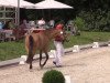 Zuchtstute Coco la fleur (Deutsches Reitpony, 2011, von Fs Coco Jambo)