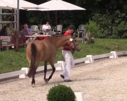 broodmare Coco la fleur (German Riding Pony, 2011, from Fs Coco Jambo)