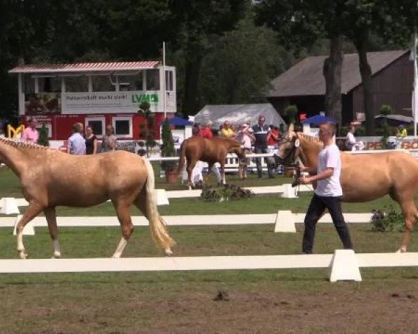 Zuchtstute Candela (Deutsches Reitpony, 2011, von Can Dance 3)